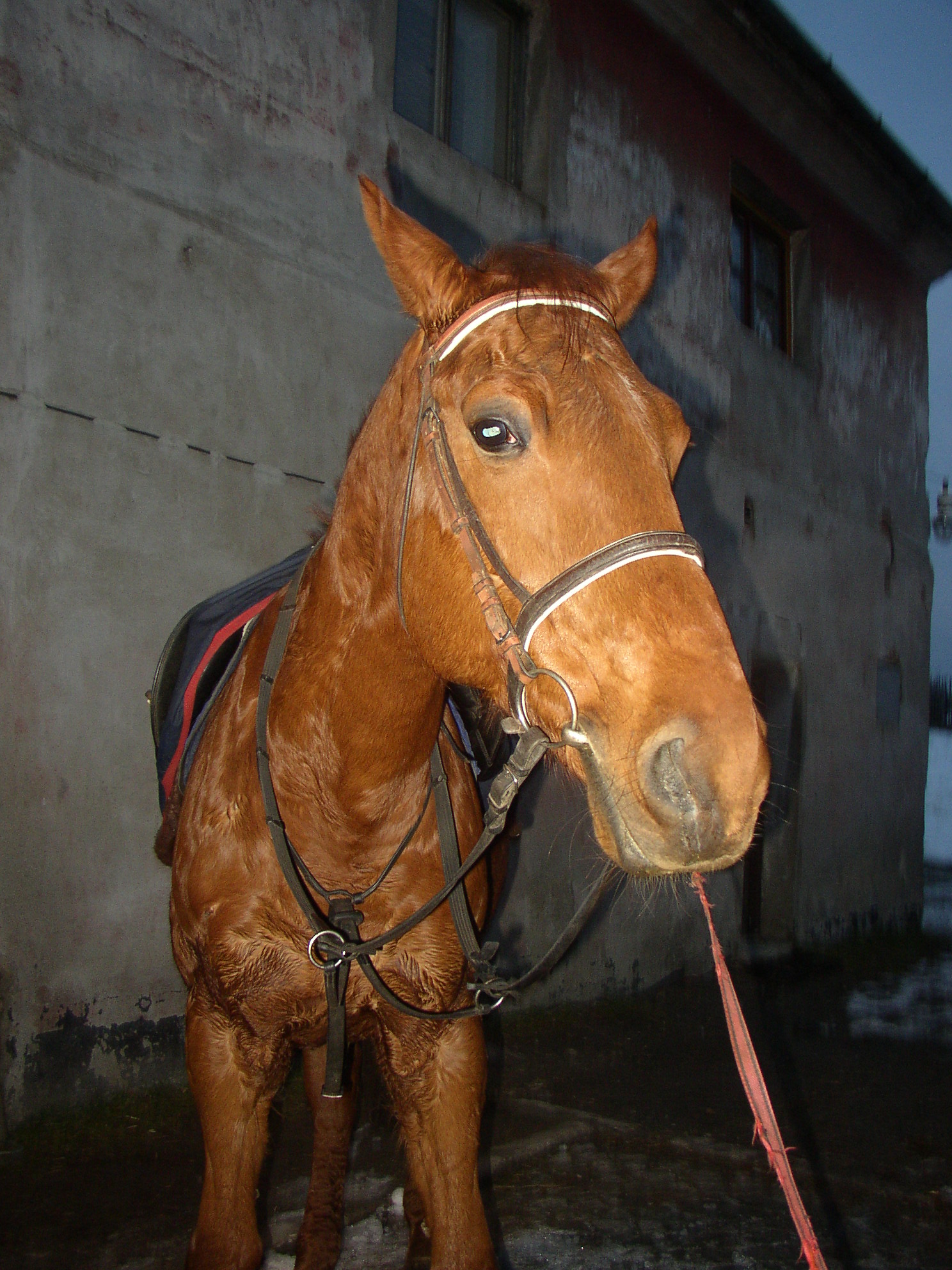 Tomášek-).JPG