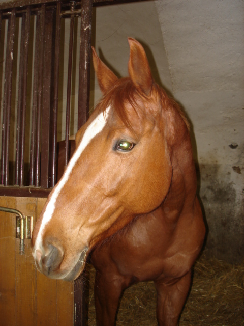 Skály 009-Dominka.jpg